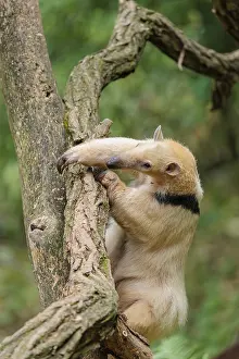 A southern tamandua (Tamandua tetradactyla)