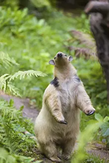 One southern tamandua (Tamandua tetradactyla)