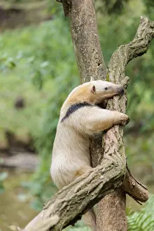 A southern tamandua (Tamandua tetradactyla)