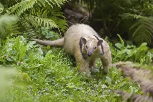 One southern tamandua (Tamandua tetradactyla)