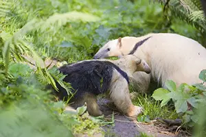 One southern tamandua (Tamandua tetradactyla)