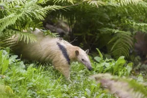 One southern tamandua (Tamandua tetradactyla)
