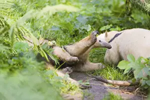 One southern tamandua (Tamandua tetradactyla)