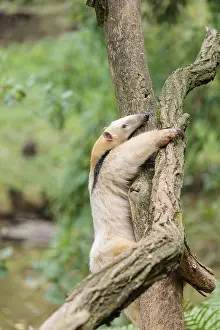 A southern tamandua (Tamandua tetradactyla)