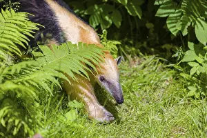 A southern tamandua (Tamandua tetradactyla)