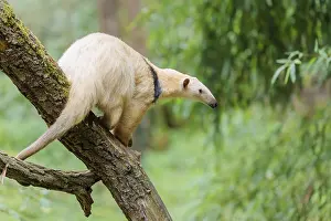 A Southern Tamandua (Tamandua tetradactyla) sits on a leaning tree in a forest and observes its territory