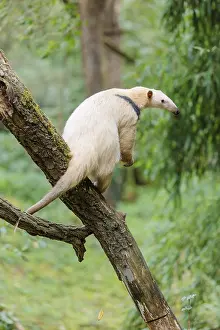 A Southern Tamandua (Tamandua tetradactyla) sits on a leaning tree in a forest and observes its territory