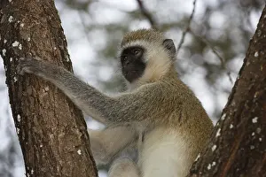 Southern vervet monkey (Chlorocebus pygerythrus)