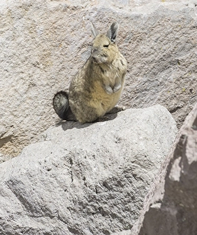 Southern viscacha (Lagidium viscacia)