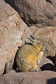 Southern Viscacha (Lagidium viscacia)