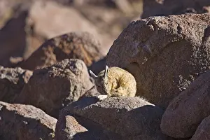 Southern Viscacha (Lagidium viscacia)