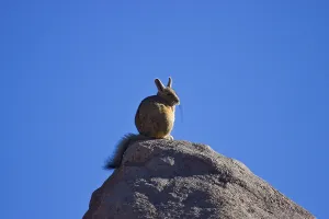 Southern Viscacha (Lagidium viscacia)