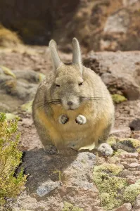 Southern Viscacha or Mountain Viscacha (Lagidium viscacia)