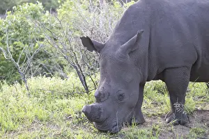 Southern white rhinoceros (Ceratotherium simum)