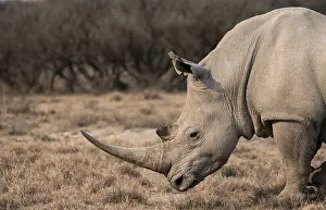 Southern white rhinoceros (Ceratotherium simum simum)