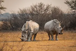 Southern white rhinoceros (Ceratotherium simum simum)