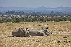 Southern white rhinoceros (Ceratotherium simum simum)