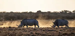 Southern white rhinoceros (Ceratotherium simum simum)