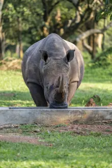Southern white rhinoceros (Ceratotherium simum simum)