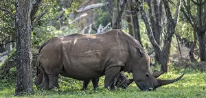 Southern white rhinoceros (Ceratotherium simum simum)