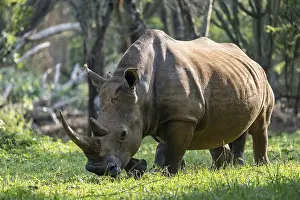 Southern white rhinoceros (Ceratotherium simum simum)