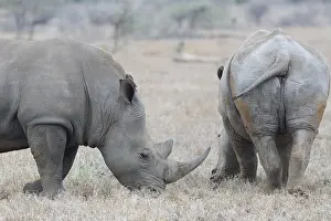 Southern white rhinoceroses (Ceratotherium simum simum)