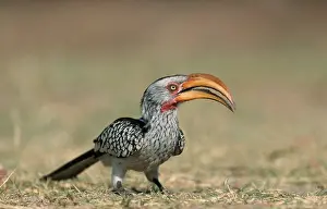 Southern Yellowbilled Hornbill