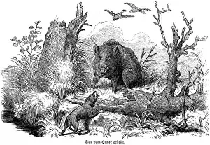 Sow put by dog, wild sow, birds