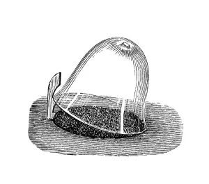 Sowing under a bell glass, historical illustration