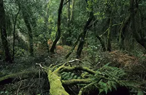 Spain La Gomera National park Garajonay