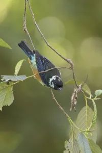 Spangle-cheeked Tanager (Tangara dowii)