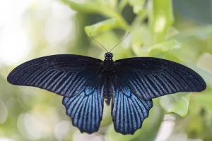 Spangle (Papilio protenor), captive, Munich