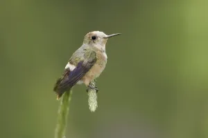 Spangled Coquette (Lophornis stictolophus)