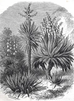 Spanish bayonet (Yucca aloifolia)