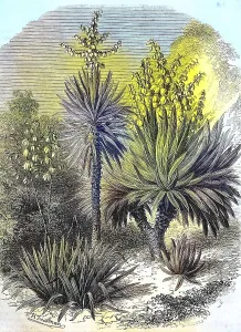 Spanish bayonet (Yucca aloifolia)
