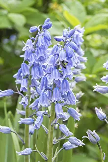 Spanish bluebell (Hyacinthoides hispanica Excelsior')<br> Spanish bluebell (Hyacinthoides hispanica Excelsior')