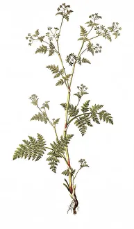 Spanish chervil, myrrh chervil
