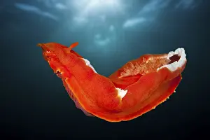Spanish dancer, Hexabranchus sanguineus