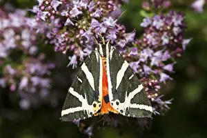 Spanish flag, Euplagia quadripunctaria
