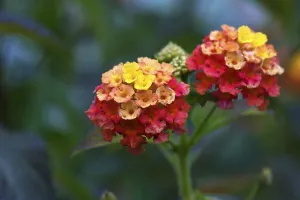 Spanish flag (Lantana camara), Bavaria