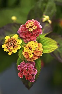 Spanish flag (Lantana camara), Bavaria