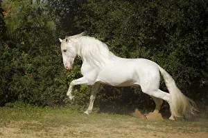 Spanish grey stallion on the move, Andalusia