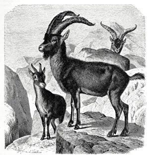 Spanish ibex (Capra pyrenaica)