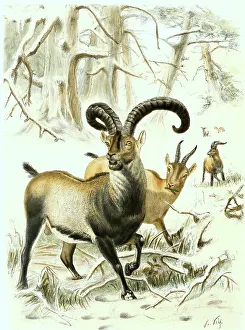 Spanish Ibex, Goat (Capra) species from Spain