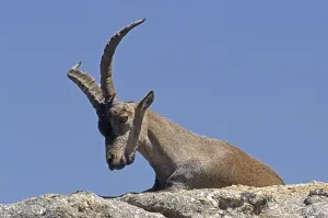 Spanish ibex resting on a rock shelter (Spanish Ibex) (Gredos Ibex)
