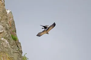 Spanish imperial eagle (Aquila adalberti)