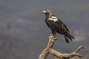 Spanish Imperial Eagle (Aquila adalberti)