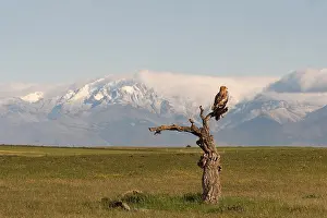Spanish imperial eagle (Aquila adalberti)