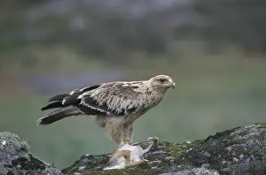 Spanish Imperial Eagle (Aquila adalberti)
