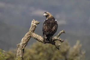 Spanish imperial eagle (Aquila adalberti)